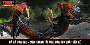Đá gà cựa dao