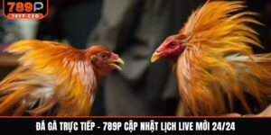 Đá gà trực tiếp
